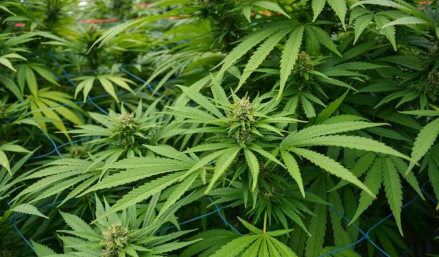 Kayseri’de kenevir üretimi serbestleşti, faydaları ve kullanım alanları neler?