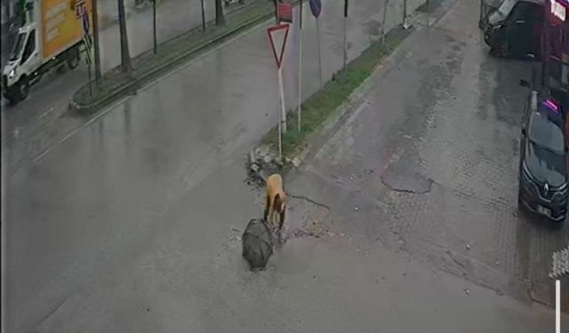 Adana’da çukura düşen kadın hastanelik oldu