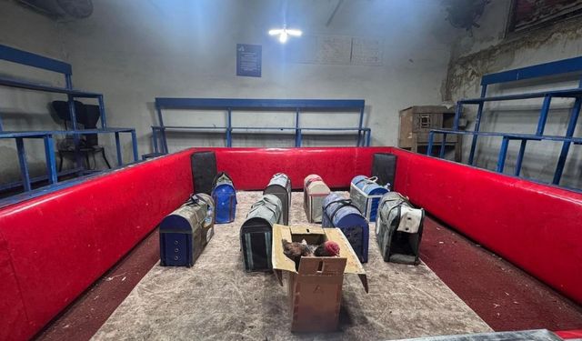 Adana’da horoz dövüşü baskını! Polis kılık değiştirdi