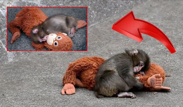 Dünyanın konuştuğu maymun Punch Türkiye’de satışa çıktı!