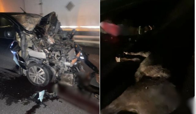 Kayseri İncesu yolunda gece yarısı kaza: Yola çıkan 3 at telef oldu!