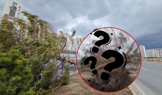 Kayseri'de şiddetli rüzgar ağacı kökünden söktü! Ekipler müdahale etti