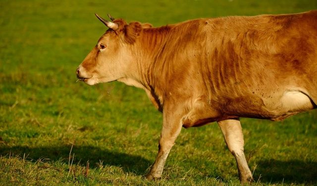 Kayseri'de et fiyatları ayrıştı: Dana arttı Kuzu geriledi