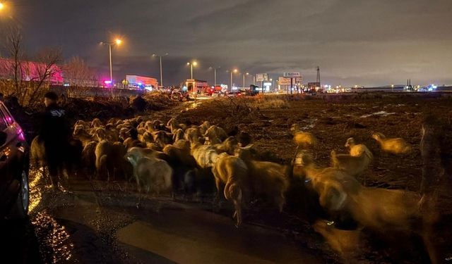 Kayseri’de karasu deresi taştı! 200 hayvan tahliye edildi