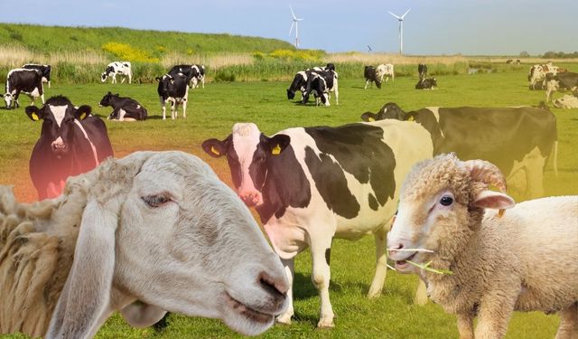 Türkiye'de hayvansal üretimde artış: TÜİK verileri açıklandı, Kayseri hayvancılıkta önemli rol oynuyor