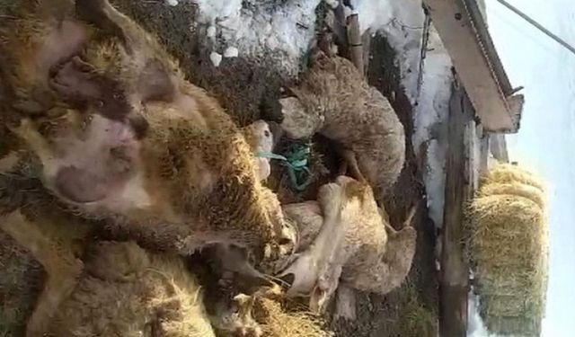 Sivas'ta ahır çöktü: 40 koyun 15 kuzu telef oldu!