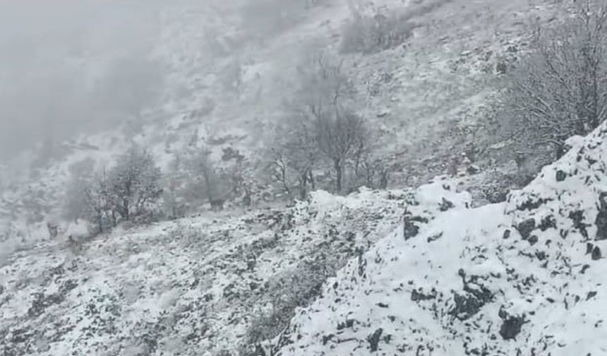 Karlı Dağlarda Yem Arayan Yaban Keçileri Görüntülendi