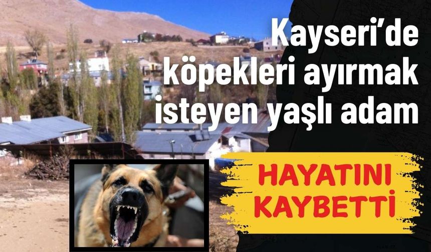 Kayseri’de köpekleri ayırmak isteyen yaşlı adam hayatını kaybetti!