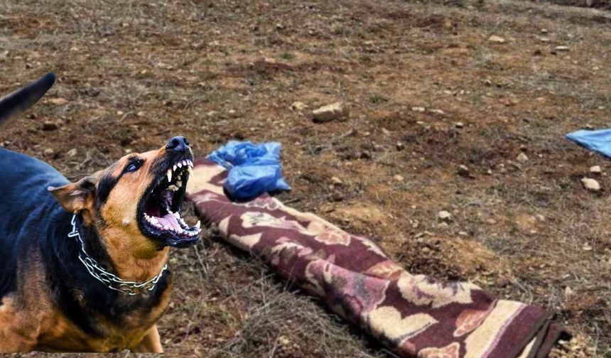 Kayseri'de köpek saldırısında yaşlı adam hayatını kaybetmişti, yeni detaylar ortaya çıktı!