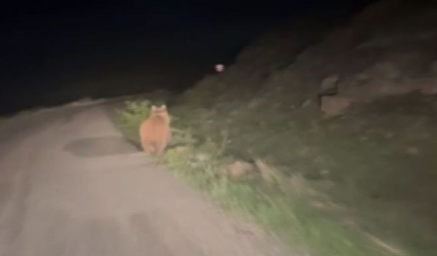 Kayseri yolunda şaşırtan anlar! Karşılaştığı ayıyı böyle kovaladı