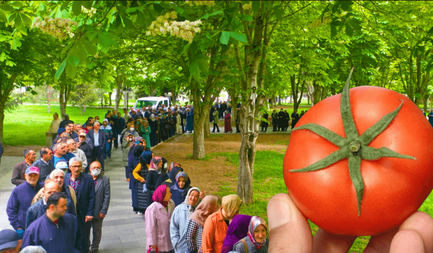 Kayseri’de bir belediye daha ücretsiz domates fidesi dağıtacak!
