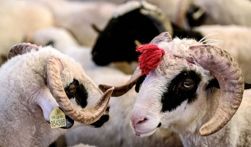 Kurbanlık fiyatları netleşti: Yeni fiyat listesini görenler şaşırıyor