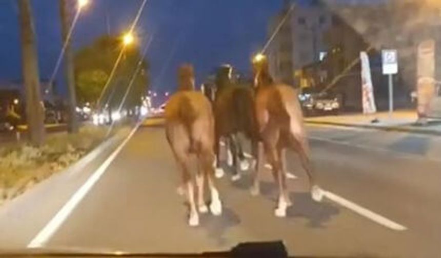 Kaçak yarış atları ortalığı birbirine kattı! Sahibi, bir dönemin en zengin iş adamı çıktı!