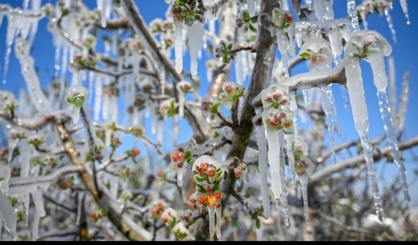 Kayseri'de zirai don felaketi için o ilçede eğitime başlandı!