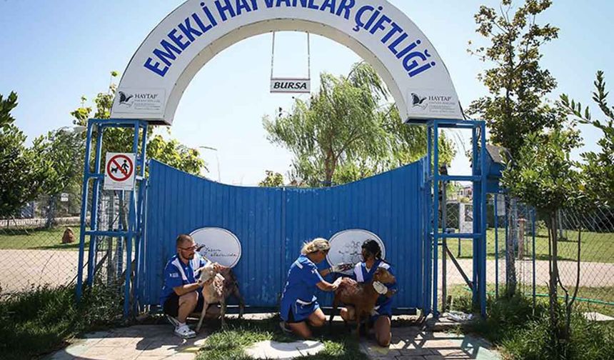 Yangında yaralanan hayvanlar emekli hayvanlar çiftliğine
