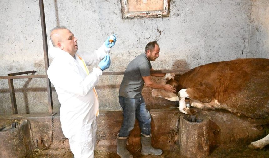 Aşılama çalışmalarıyla hayvan sağlığı güvence altında
