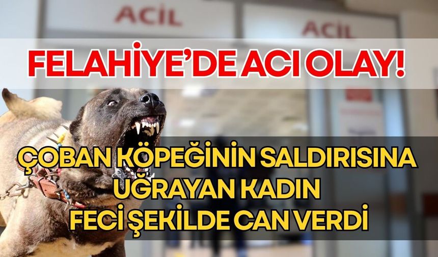 Kayseri’de köpek saldırısına uğrayan kadın hayatını kaybetti