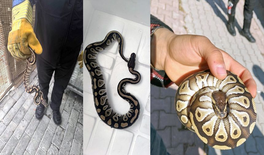 Cebinden yavru piton çıktı! Konya’da şaşırtan asayiş denetimi