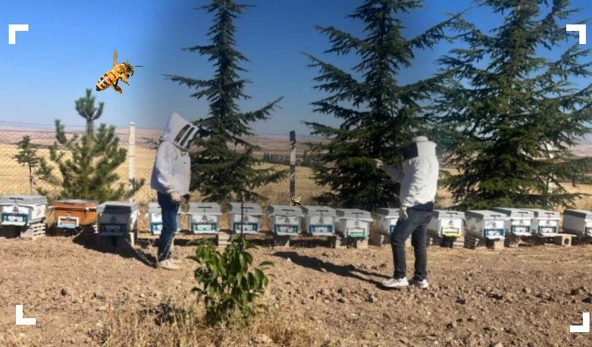 Felahiye’de arılı kovan tespit çalışması sürüyor