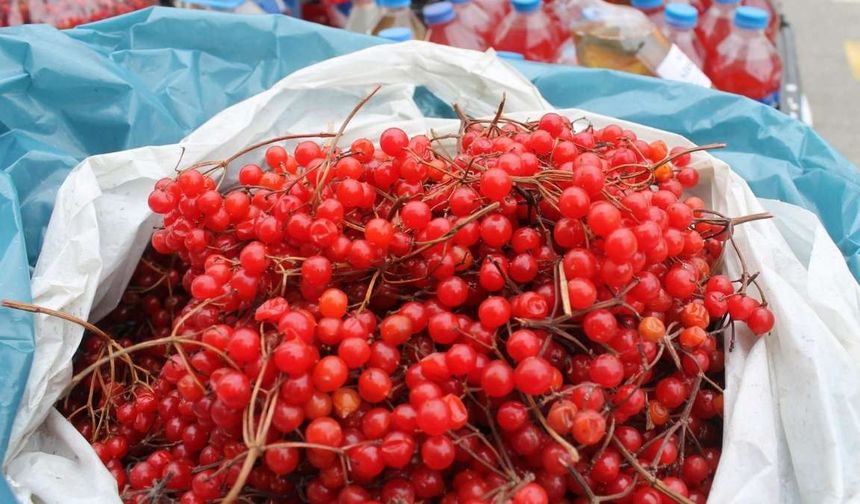 Kayseri’de yetişiyor: Altından daha değerli ve her derde deva