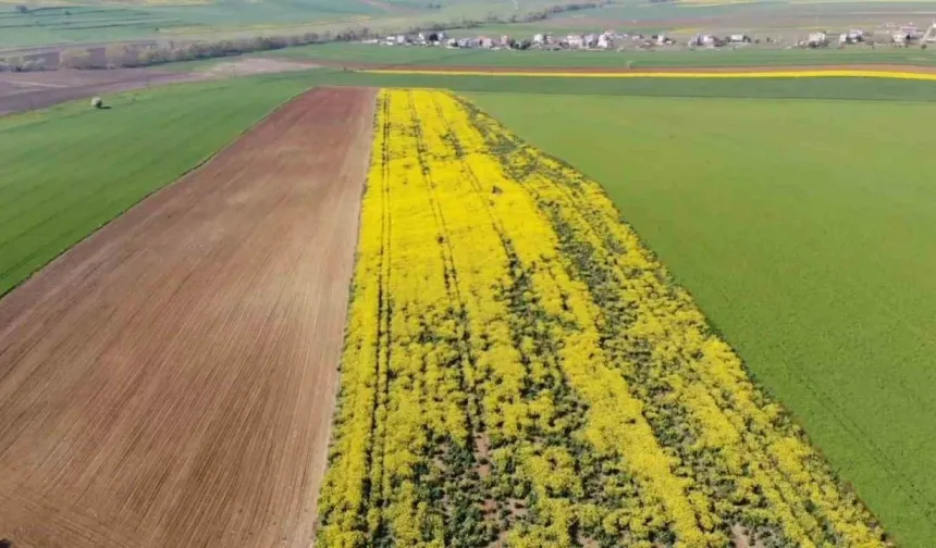 Fiyatı gören bir daha bakacak: 6 dönüm arsa için Melikgazi'de bu fiyat istendi