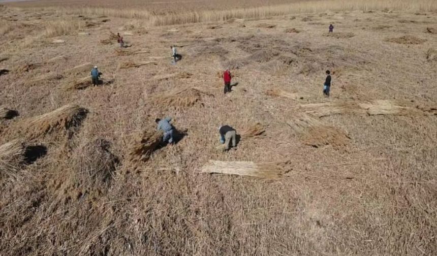 Kayseri'de küllerinden doğan servet bataklığın içinden Avrupa'ya uzanıyor!