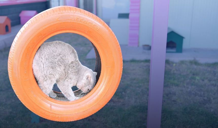 Kayseri Büyükşehir’den patili dostlara şefkat eli