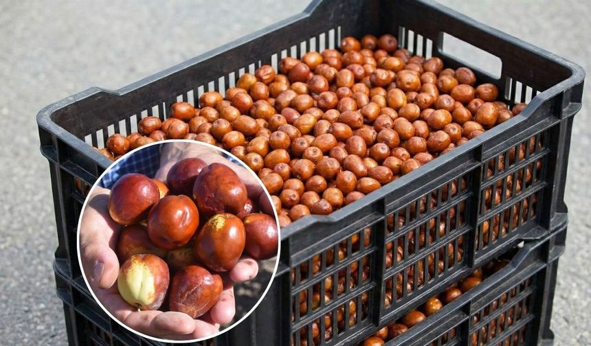 Kayseri’de sessiz sedasız yetişiyor: Bir kasesi stresi unutturuyor