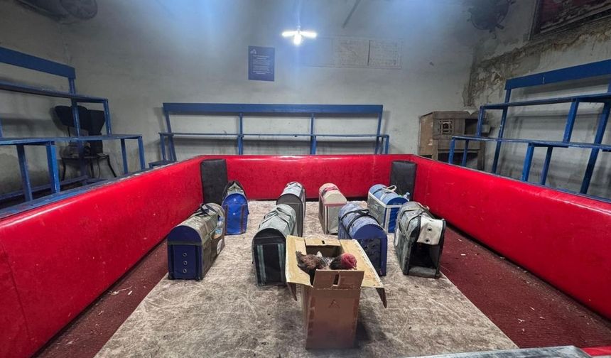 Adana’da horoz dövüşü baskını! Polis kılık değiştirdi