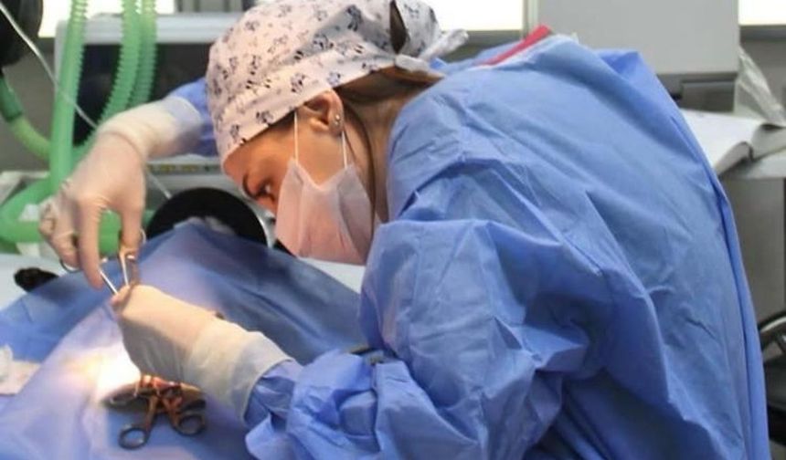 Midesine dikiş iğnesi kaçan ‘’Pamuk Kedi’’ Kayseri’de ameliyat oldu