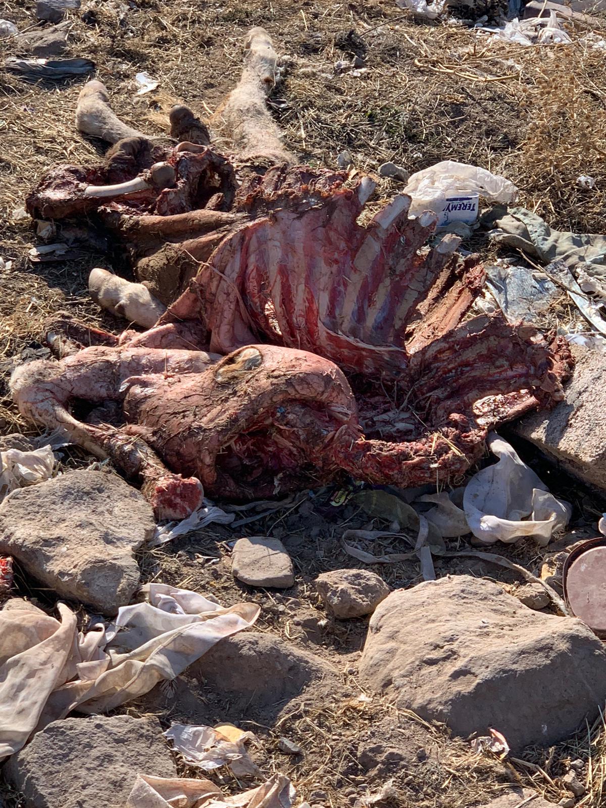 WhatsApp Image 2019 11 25 at 17.50.52