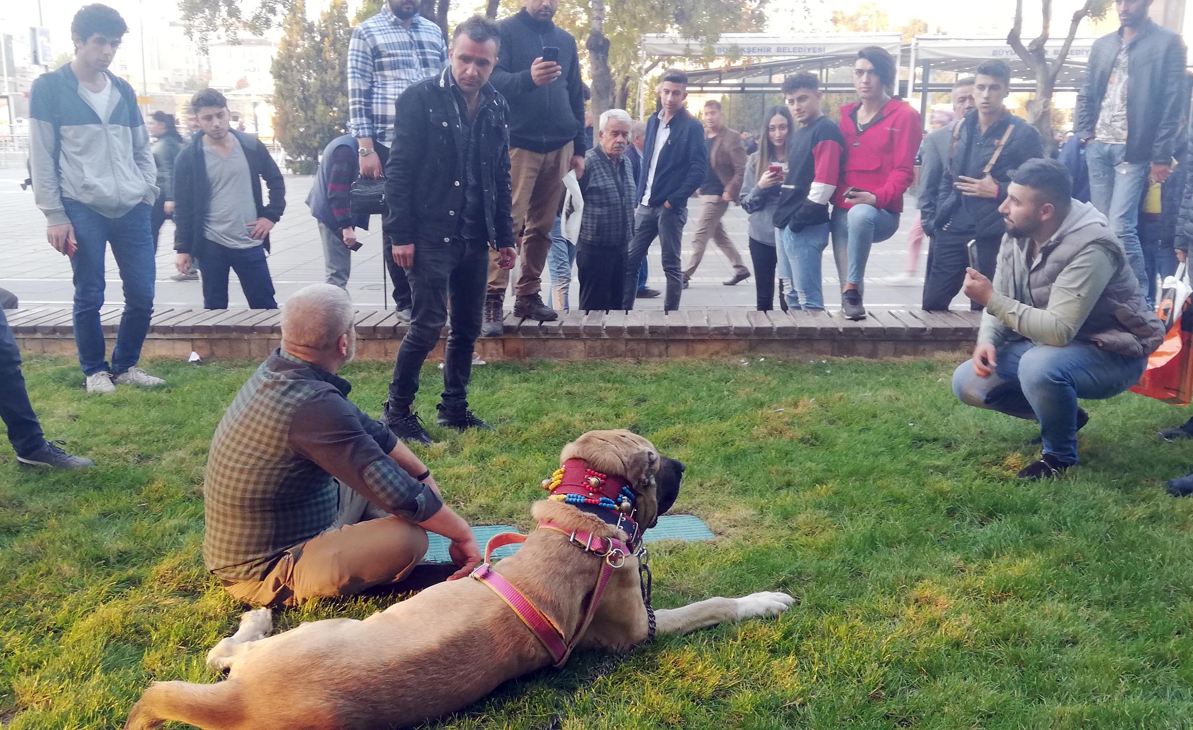 kayseride dev kangal ilgi odagi oldu 3071 dhaphoto3