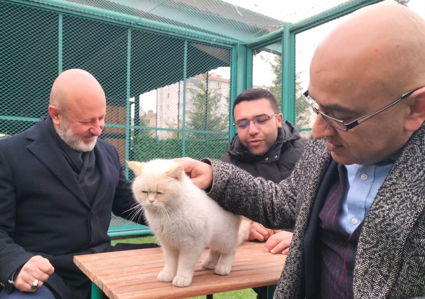 Kocasi̇nan Kedi̇ Yarişmasi (5)