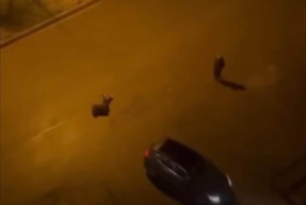 Batman Cinayet