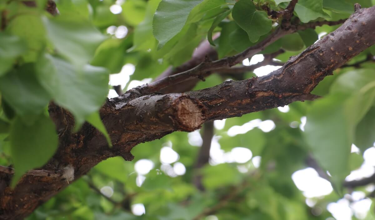 Sivas'ta Kayısı Ağacına Astığı Not Herkesi Güldürdü!