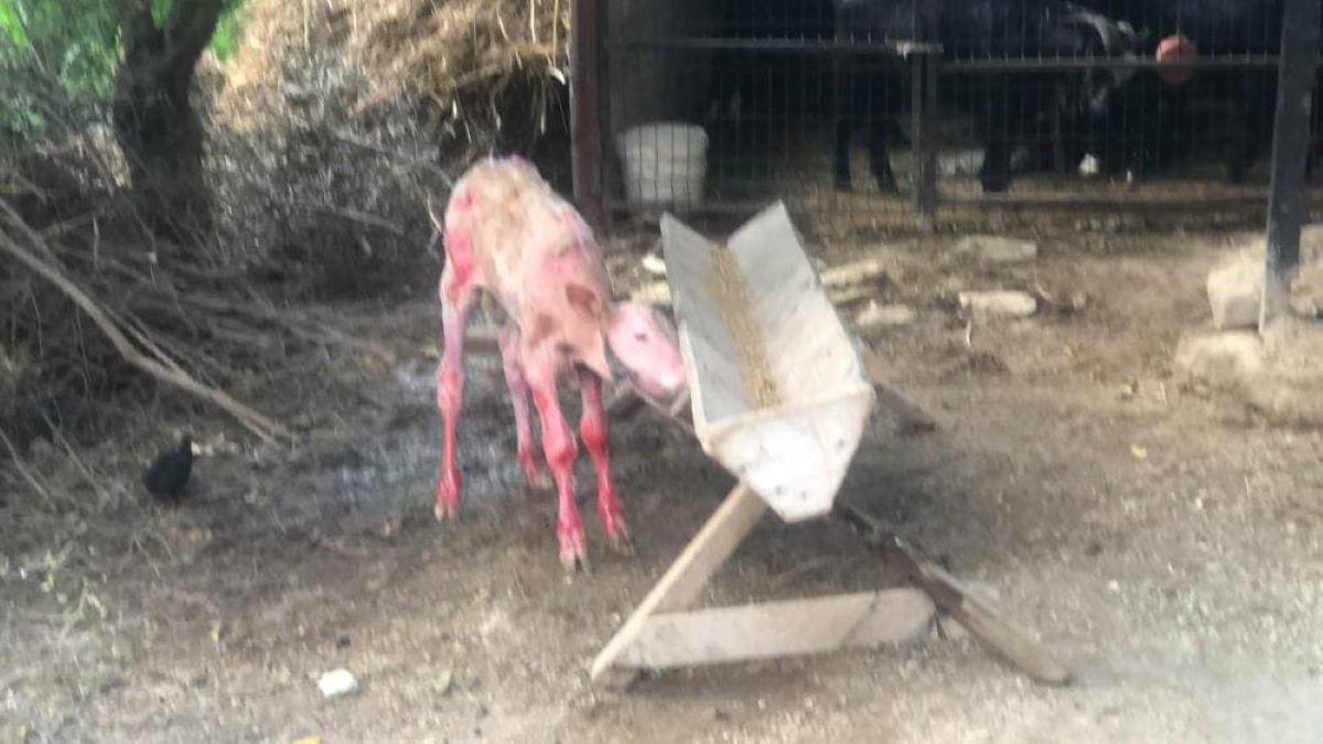 Ahırda Yangın Çıktı! Büyükbaş Hayvanlar Telef Oldu 3