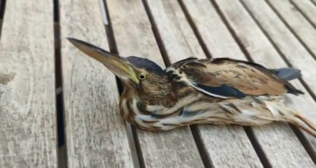 Sivas'ta Nesli Tükenmekte Olan Balaban Kuşu Görüntülendi!
