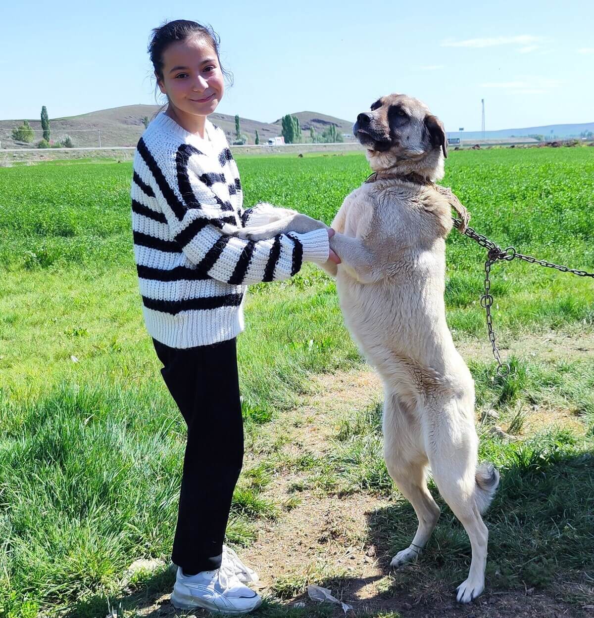 Sivas'ta Kendisine Saldıran Sokak Köpeklerini Telef Etti! (2)