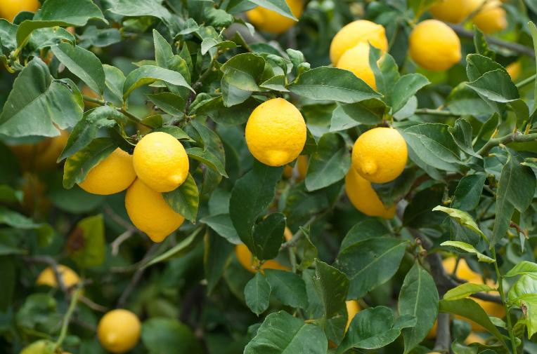 Limon