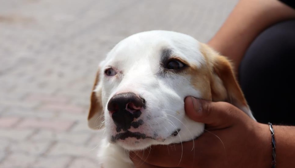 Van Kedi Köpek