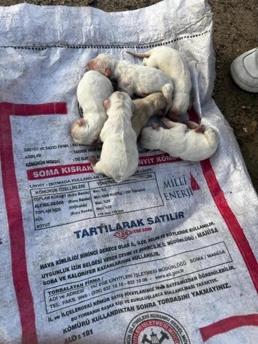 Yavru Köpek2