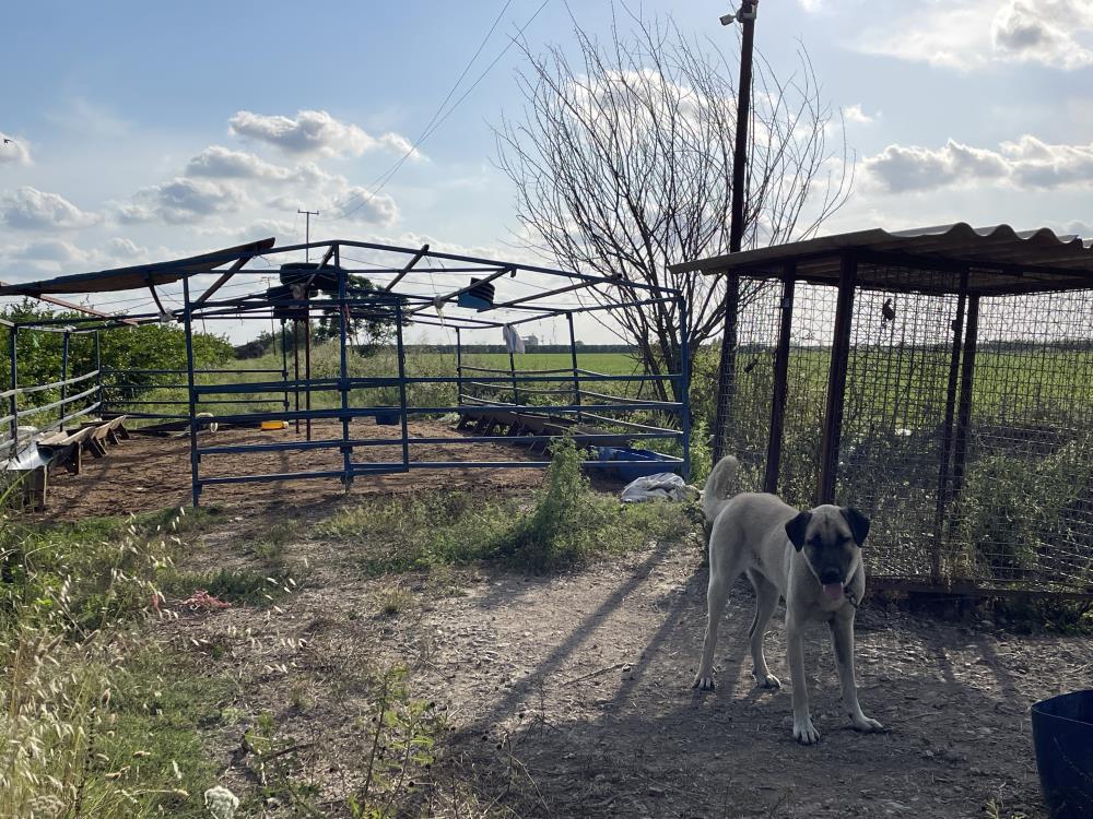 Kangal Köpeğiii
