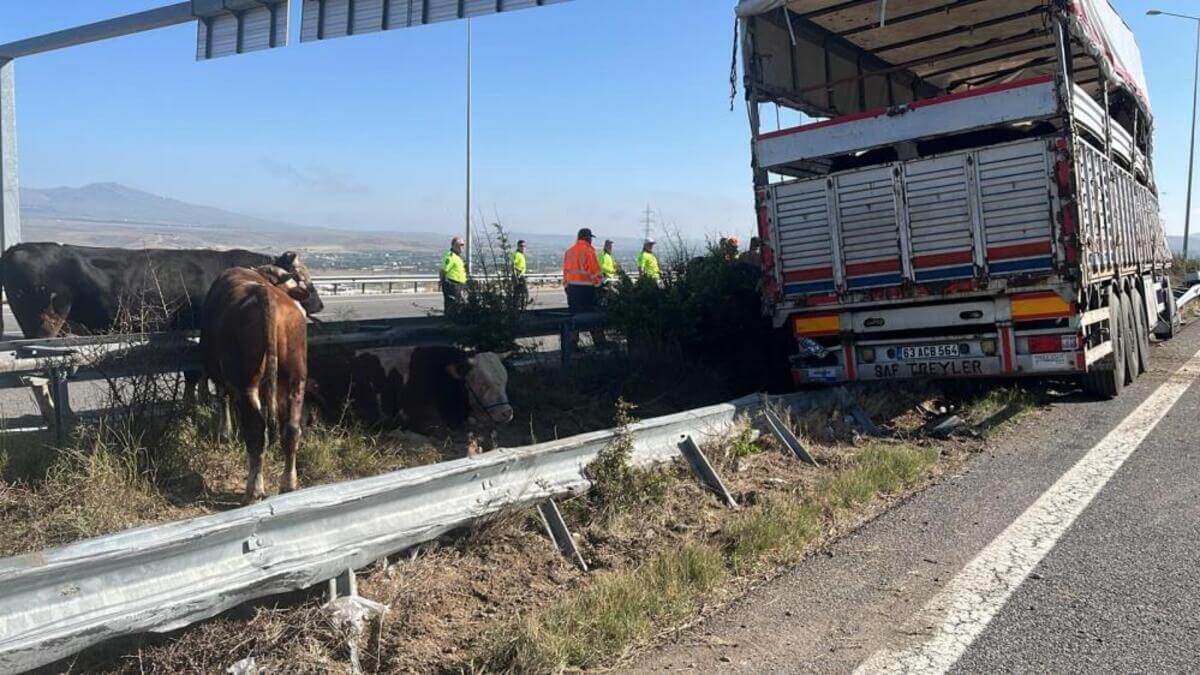Feci Kaza! Büyükbaş Hayvan Yüklü Tır Devrildi!-2