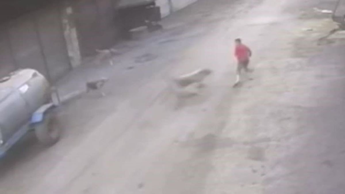 Başıboş Sokak Köpekleri Dehşet Saçtı! Küçük Çocuk Yaralandı! 1