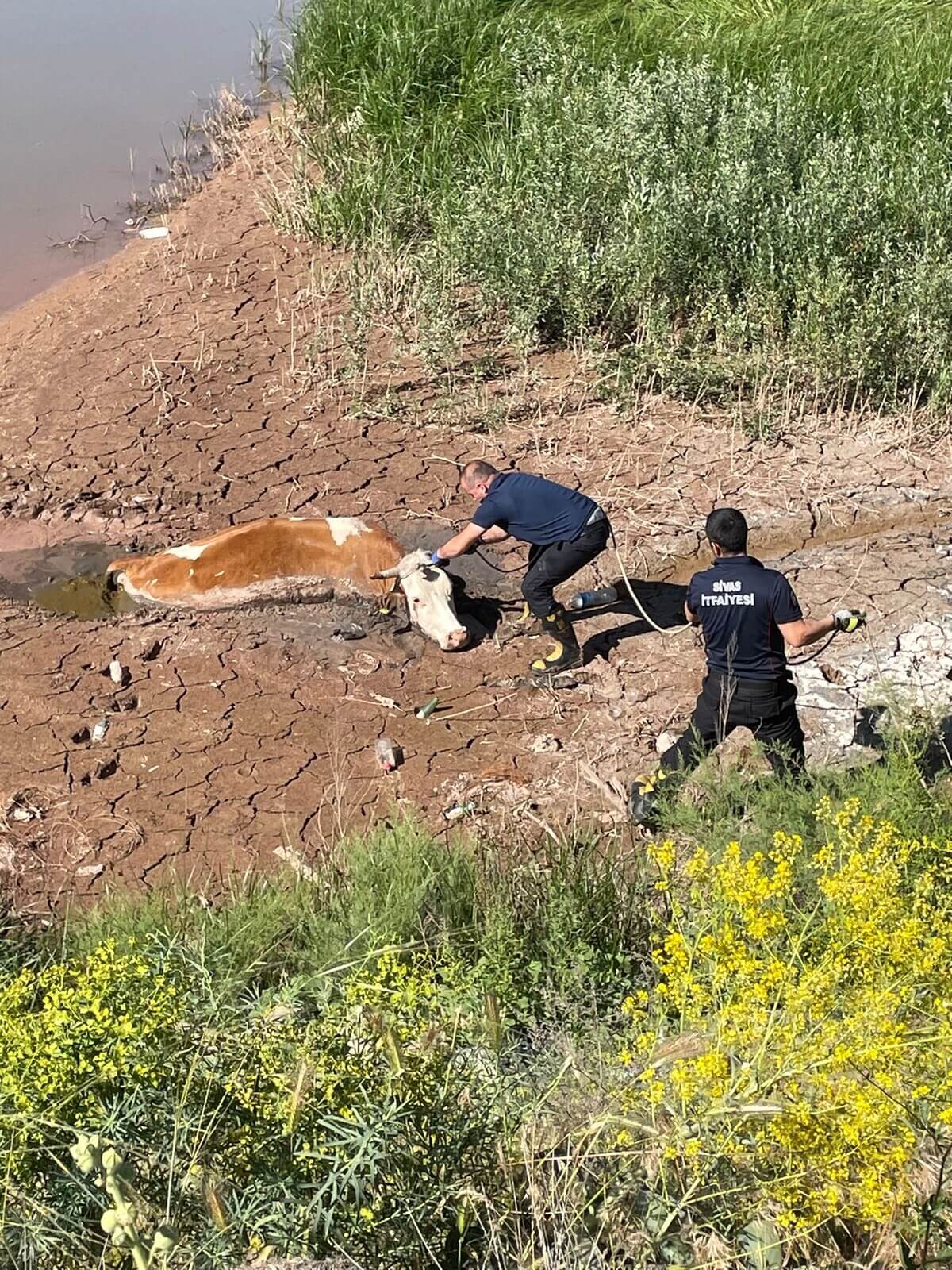 Bataklığa Gömülen İnek Saatlerce Kurtarılmayı Bekledi! (1)