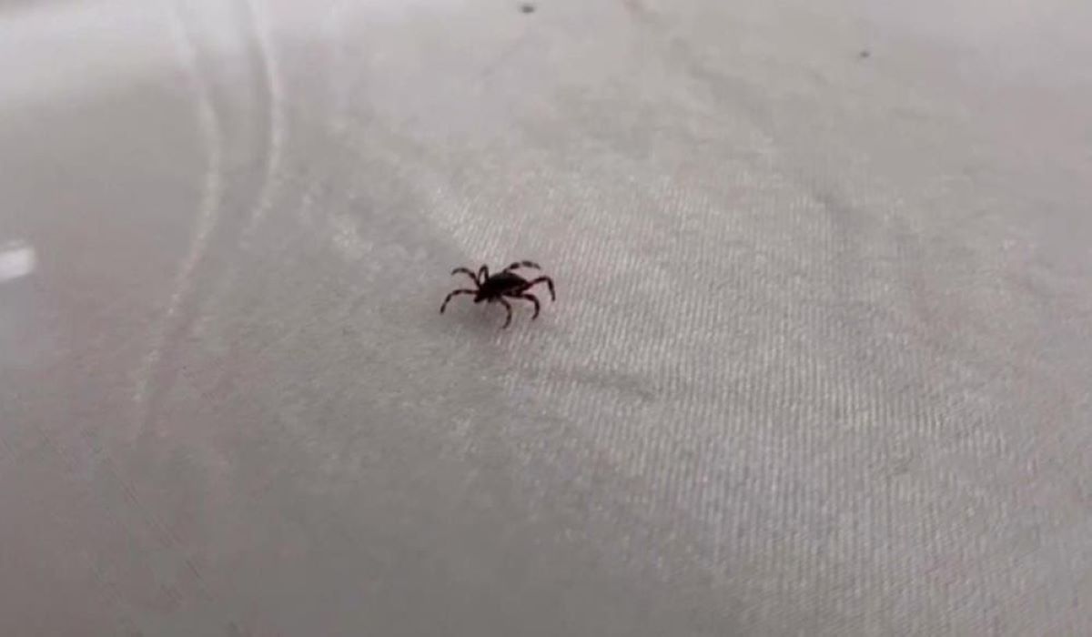 Kene Ölümü O Şehre De Sıçradı 1 Kişi Hayatını Kaybetti!