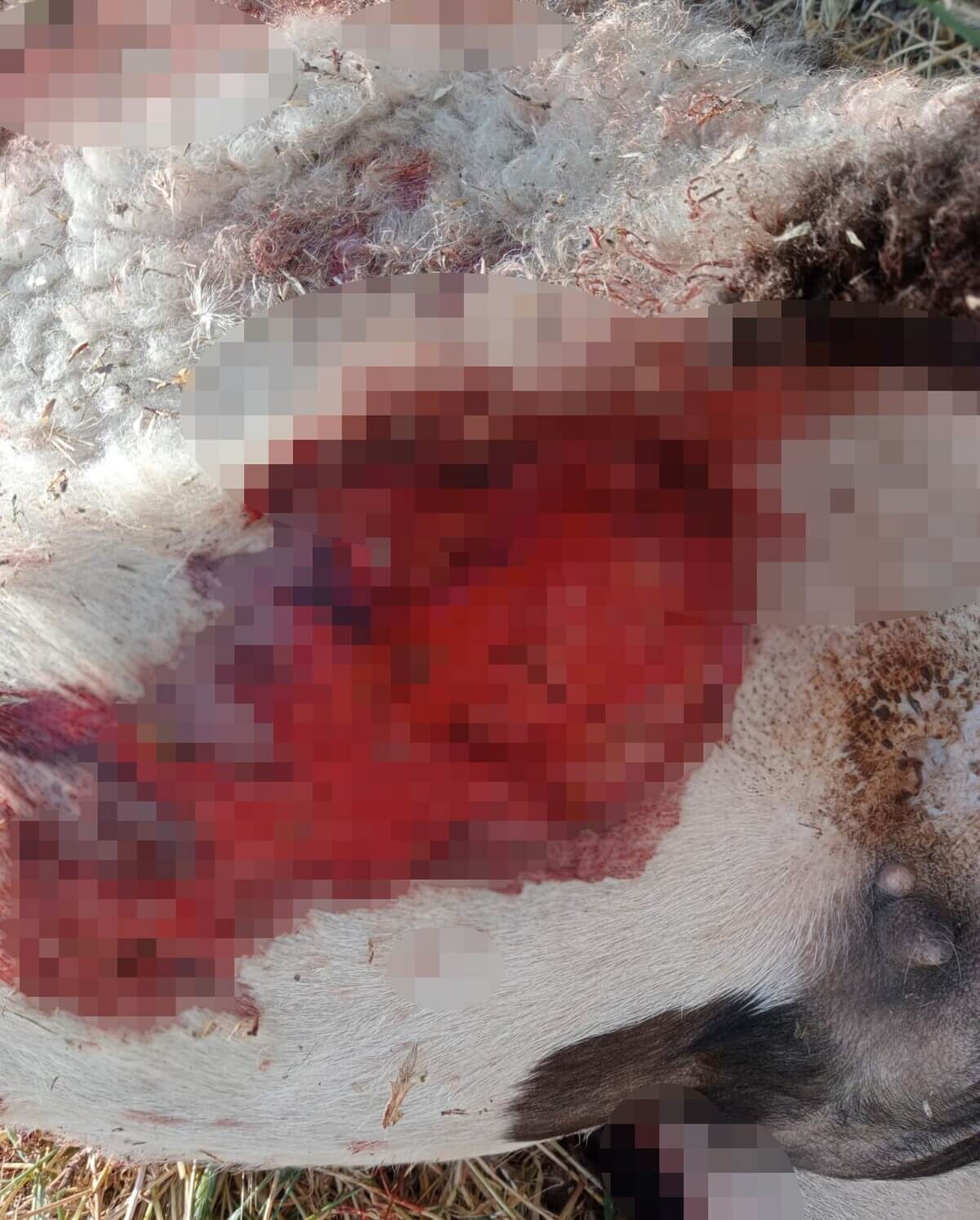 Sivas'ta Sokak Köpekleri Dehşet Saçtı! (3)