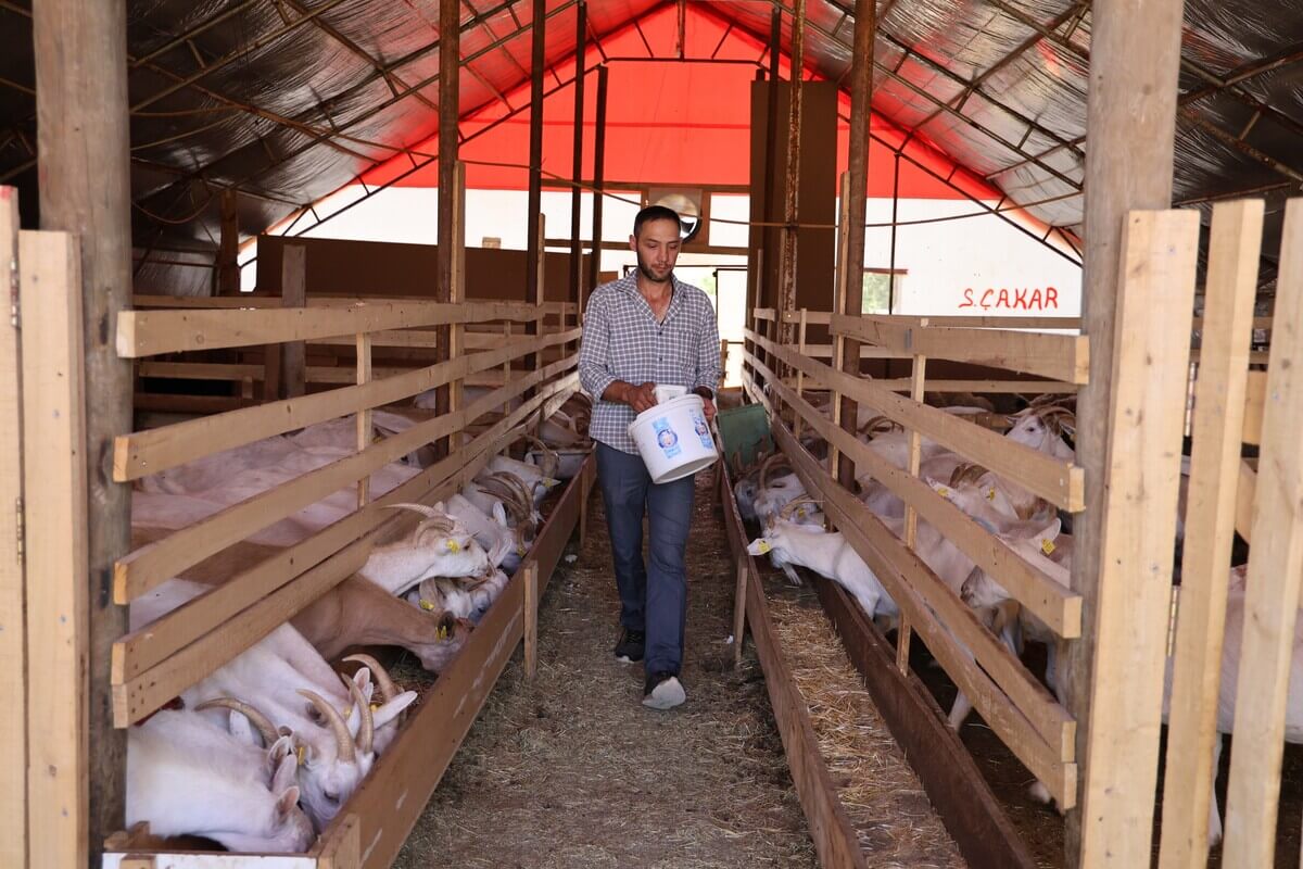 Sivas'ta Sokak Köpekleri Dehşet Saçtı! (4)