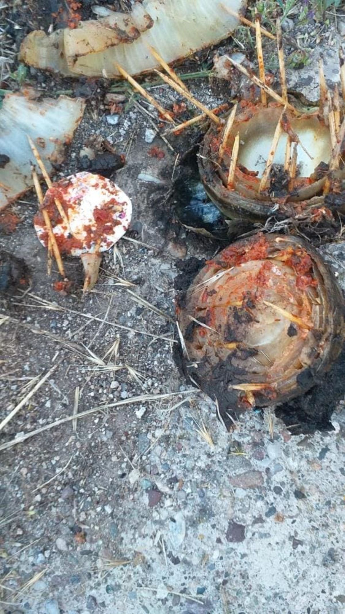 Akıl Almaz Olay Eve Gelen Jandarma, Kuyuya Atılmış Kemik Ve Fotoğraf Buldu! 5