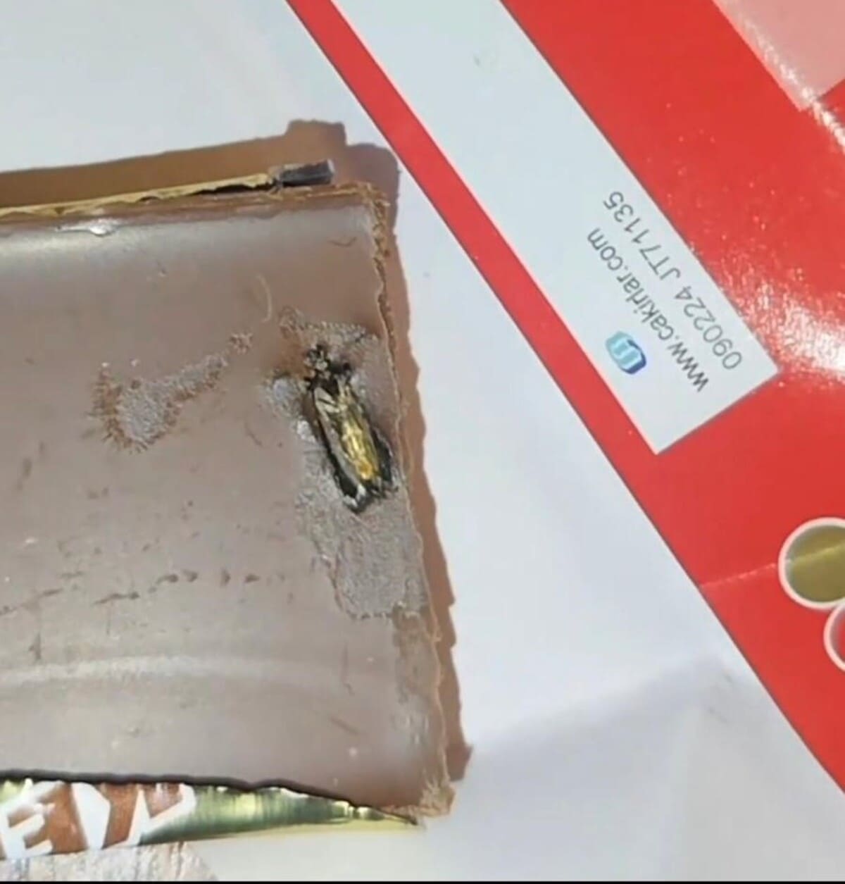 Içinden Böcek Çıktı (2)